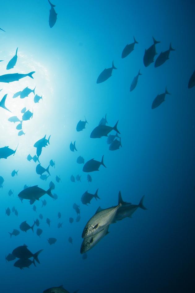 Giants of the Atlantic - Azores