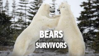Bears the Ultimate Survivors