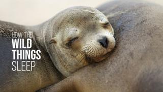 How the Wild Things Sleep