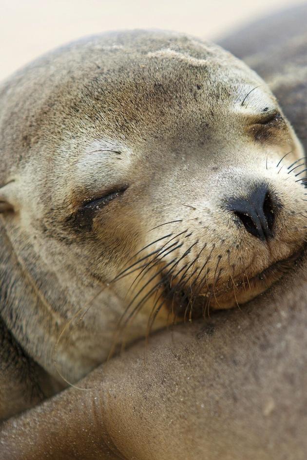 How the Wild Things Sleep