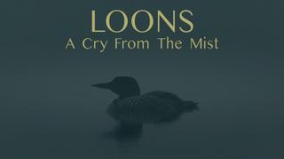 Loons: A Cry From the Mist