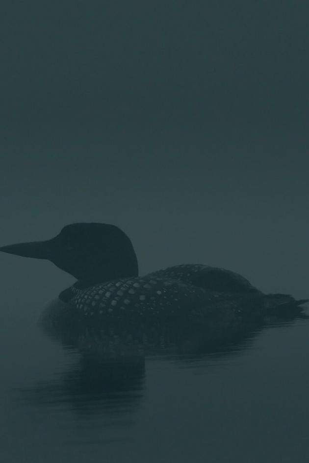 Loons: A Cry From the Mist