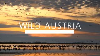 Wild Austria