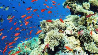 Reefs of Hope