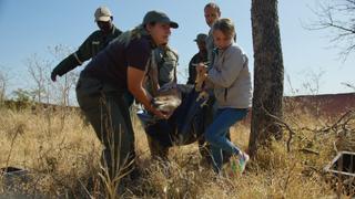 My Friend the Wildlife Vet