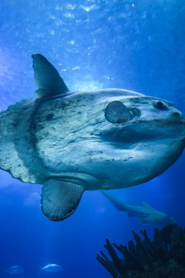 Under the Sea