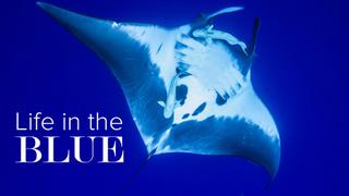 Life in the Blue