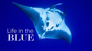 Life in the Blue