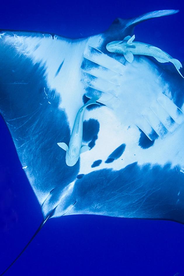 Life in the Blue