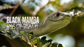 Black Mamba: Kiss of Death
