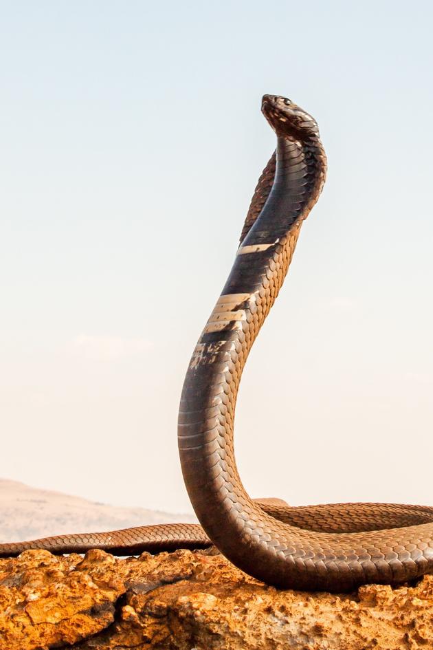 Extreme Snakes