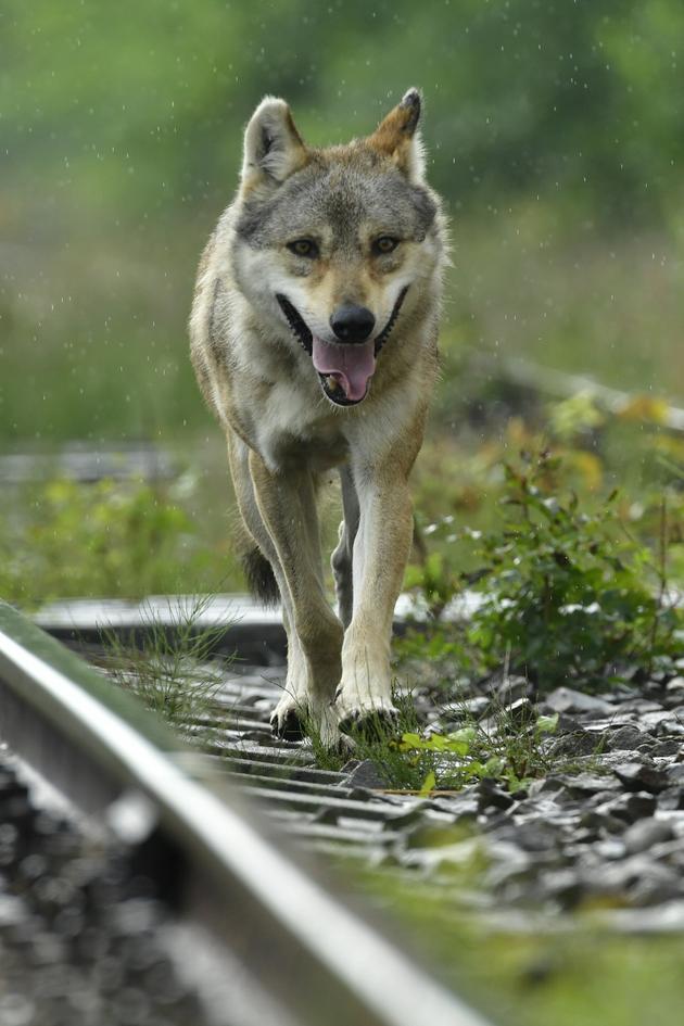 A Wolf's Journey