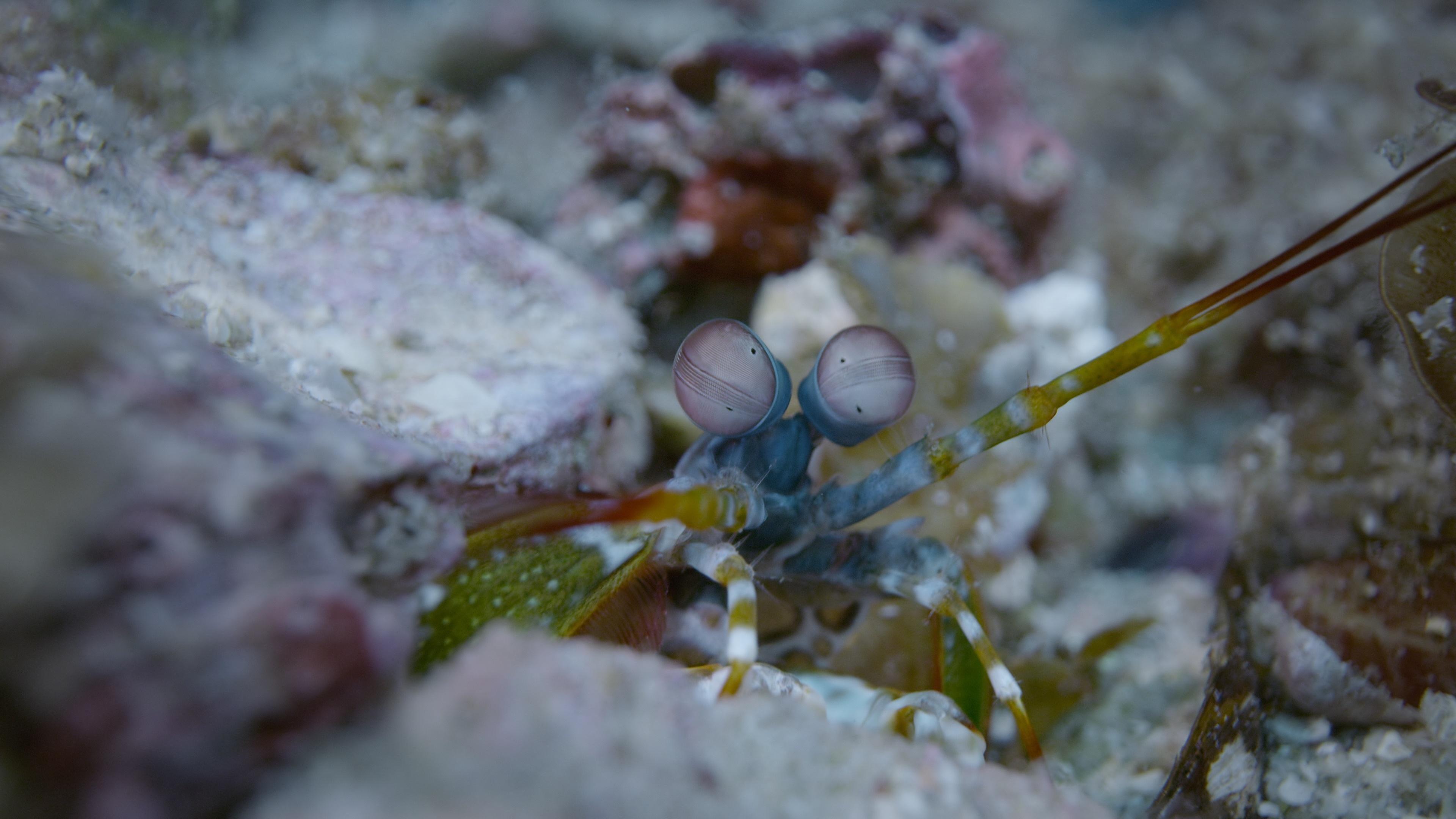 Watch Life in Color With David Attenborough: S1E2 - Surprising Colors ...