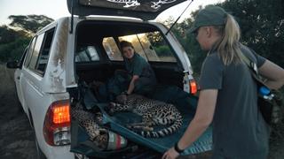 Cheetahs: A Race Against Time