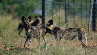 Africa's Painted Dogs