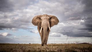 Elephant Refugees