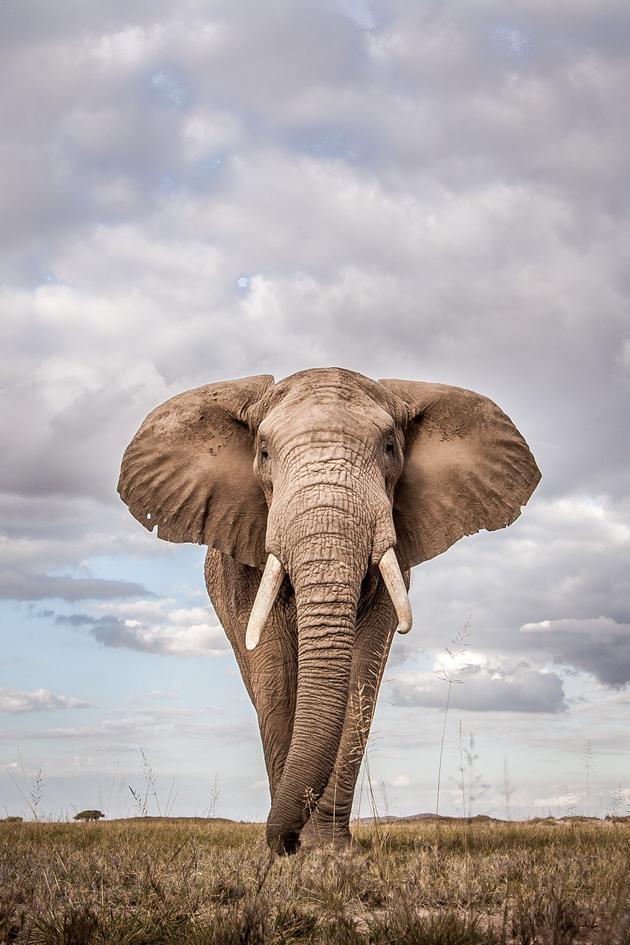 Elephant Refugees