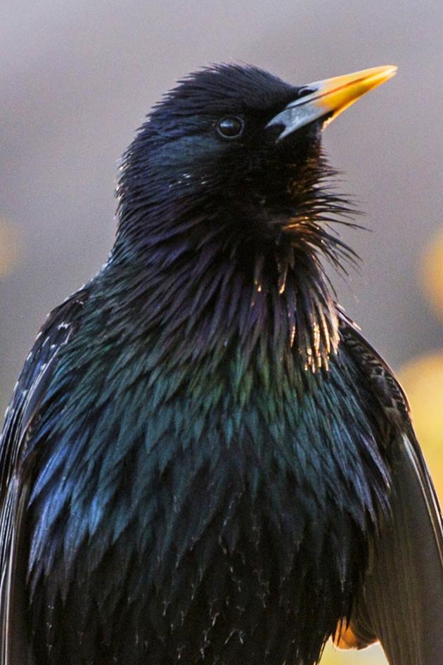 Feathered Friends