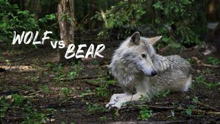 Wolf vs Bear