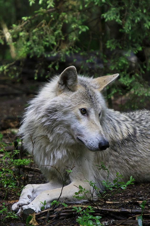 Wolf vs Bear