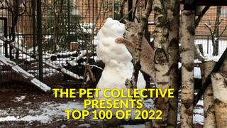 The Pet Collective Presents: Top 100 of 2022