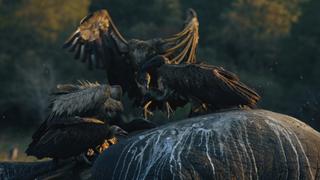 The Vulture Market