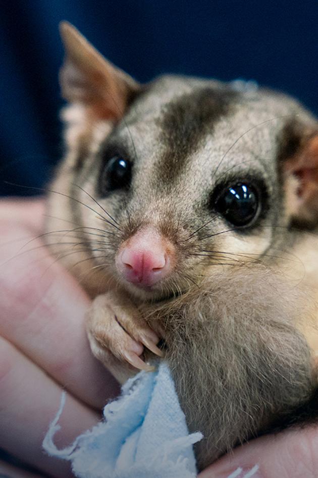 Wildlife ER