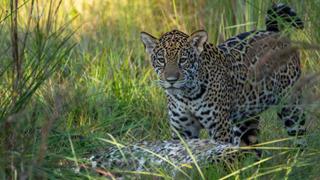 Frida the Jaguar Cub