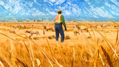 Poaching Plots and Crackdowns