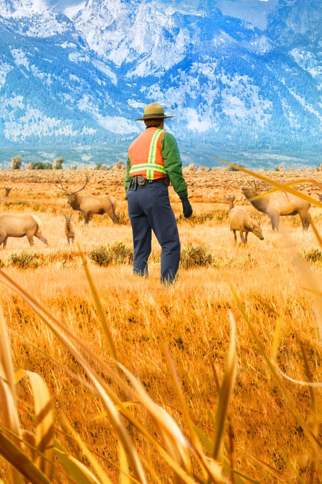 Yellowstone Wardens