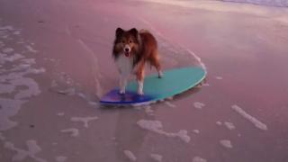 Dog Days Are Over