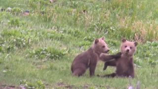 More Than We Can Bear