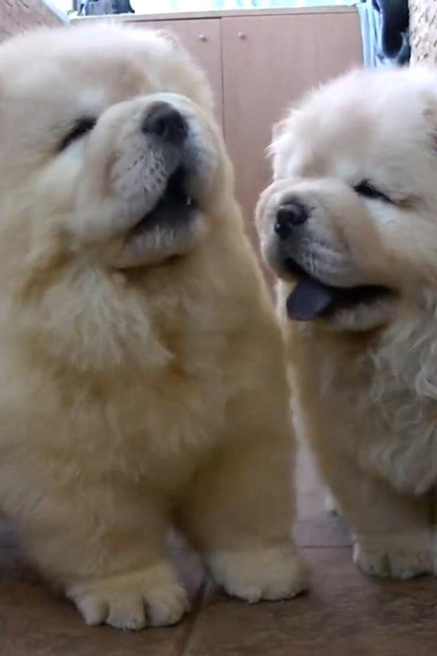 Crazy Fun Time Pet Countdown