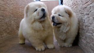 Fluffiest Floofers