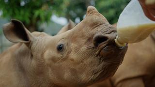Rhino Orphanage