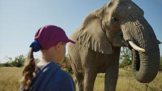 Elephants: A New Landscape