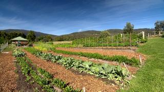 Edible Gardens