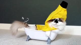 Bath Bois