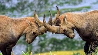 Agile