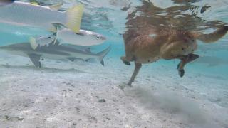 Strong Swimmers