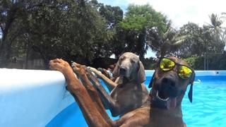 Animals Unscripted