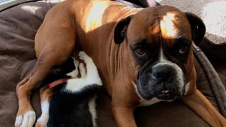 Kittens & Puppies!