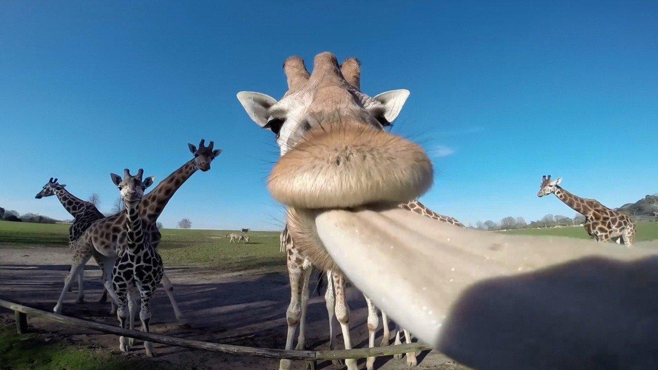 Animals Unscripted to the Wild