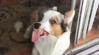 Animals Unscripted