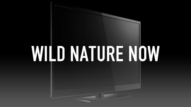 Wild Nature Now