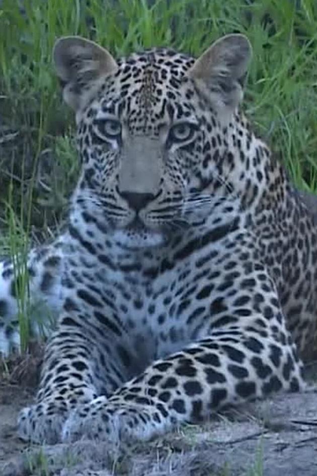 The Predators of Africa