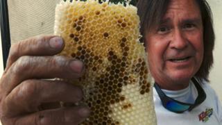 The Great Bee-scape