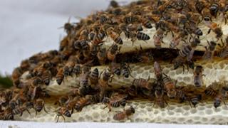 Killer Bees Under Hot Water
