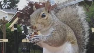 Attack of the Squirrels