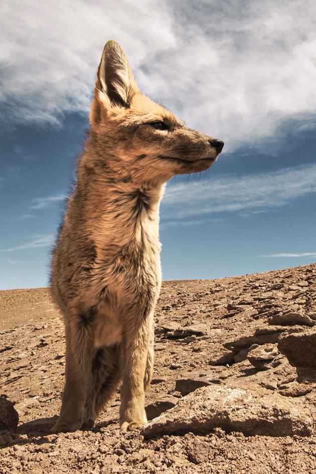 Wild Argentina: Extreme Earth